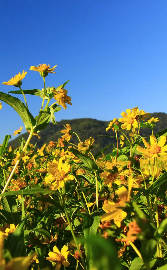 ต้นไนเจอร์