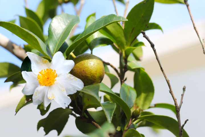 ต้นชาน้ำมัน (Camellia Oleifera): พืชมหัศจรรย์แห่งขุนเขา